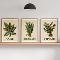 Vintage Herb Print Set