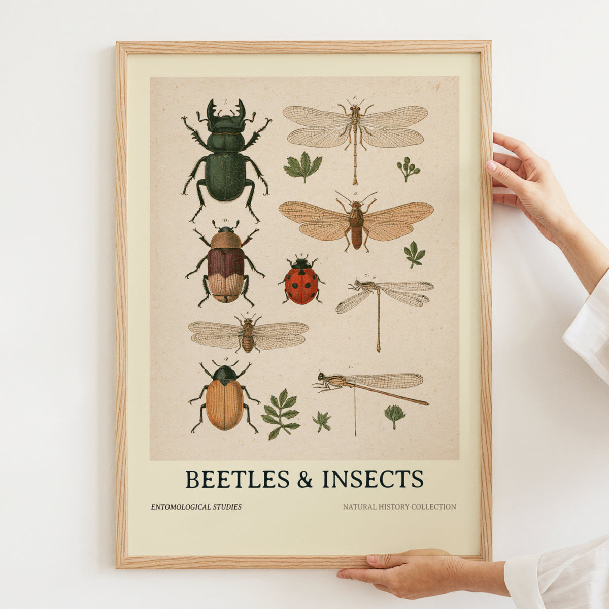 Vintage Beetles & Insects Entomology Print, Botanical Nature Wall Art, Natural History Poster
