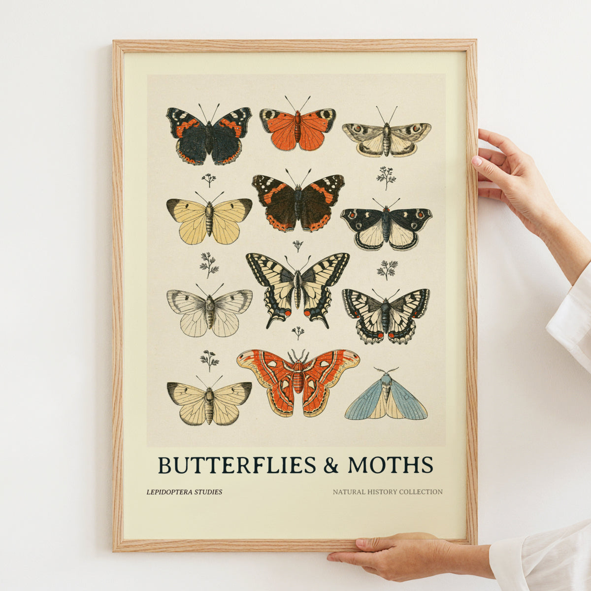 Vintage Butterflies and Moths Poster, Natural History Wall Art, Botanical Entomology Print