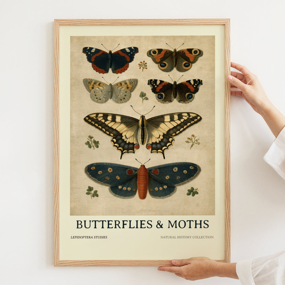 Vintage Butterflies and Moths Poster, Natural History Botanical Wall Art, Lepidoptera Study Print